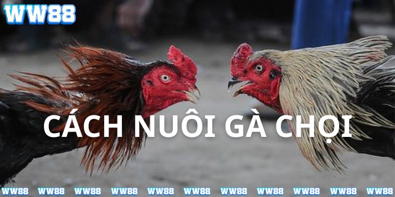 chia sẻ của chuyên gia WW88 về cách nuôi gà chọi