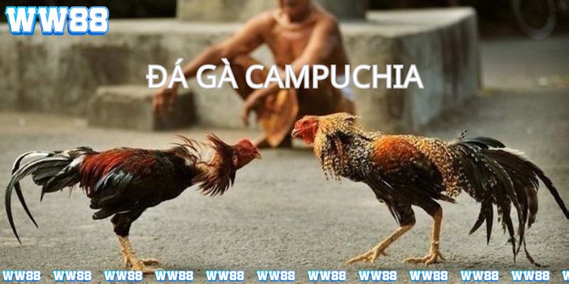 Tìm hiểu về đá gà campuchia