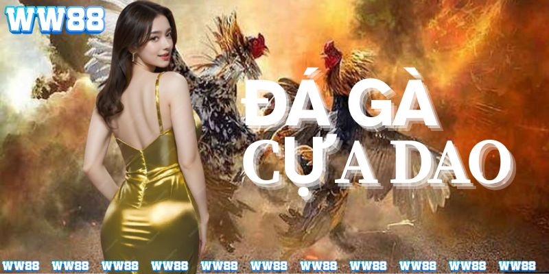 Tìm hiểu về đá gà cựa dao cùng nhà cái WW88