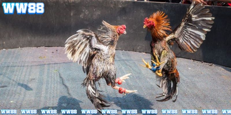 Các hình thức tổ chức phổ biến của đá gà campuchia