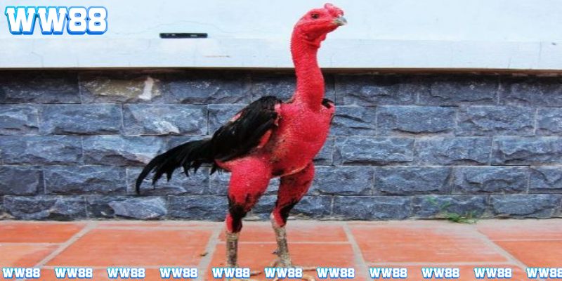 Nên chọn giống gà chọi chuẩn