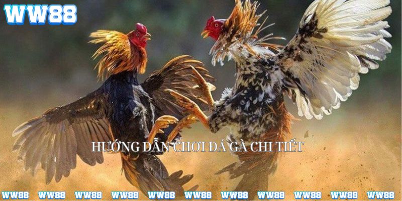 Các bước chơi đá gà WW88 chi tiết