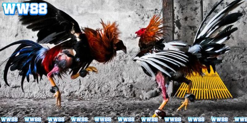 Kinh nghiệm khi tham gia đá gà campuchia