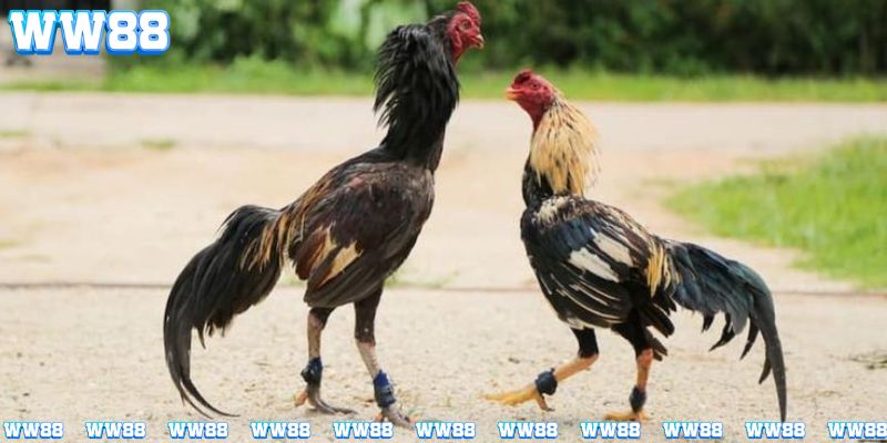 Luật chơi và hình thức thi đấu