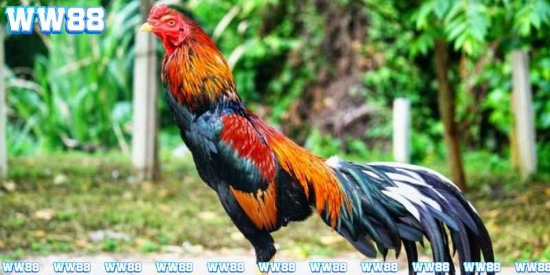 Cách nuôi gà chọi tốt là nên cho gà luyện cả kĩ thuật thi đấu và giao lưu