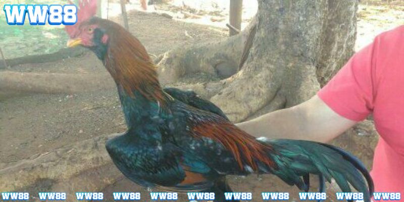 Cần luyện tập thể lực mỗi ngày