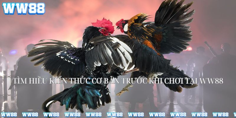 Tìm hiểu những kiến thức cơ bản ttrước khi chơi tại WW88