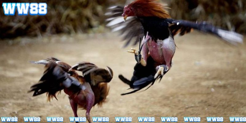 Những rủi ro khi tham gia bộ môn này