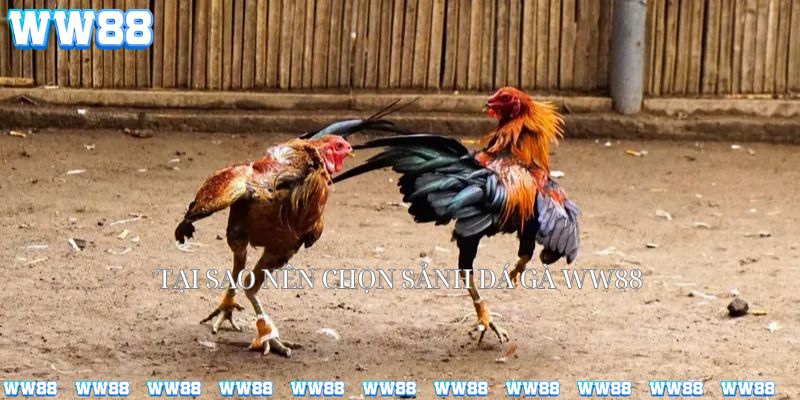 Tại sao người chơi lại chọn sảnh đá gà WW88?