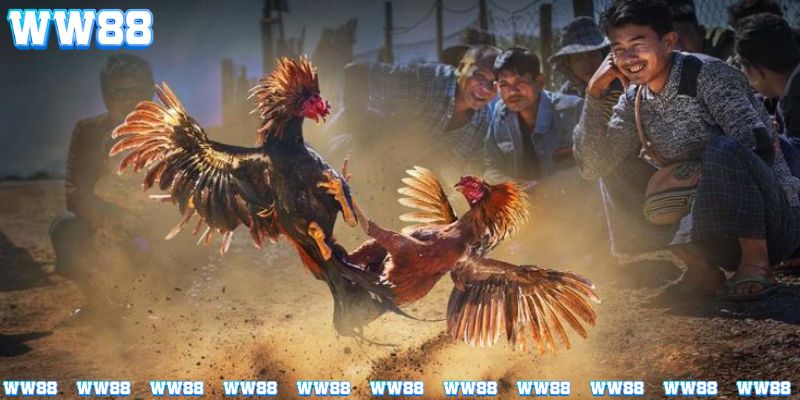 Tìm hiểu đá gà cựa dao online